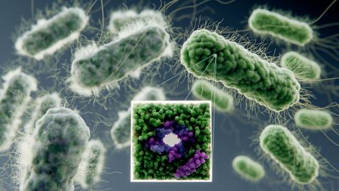 Antimicrobial peptides forming pore in bacterial membrane, killing them